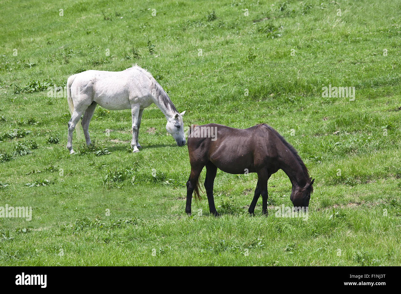 Black and white horses feeding grass Stock Photo