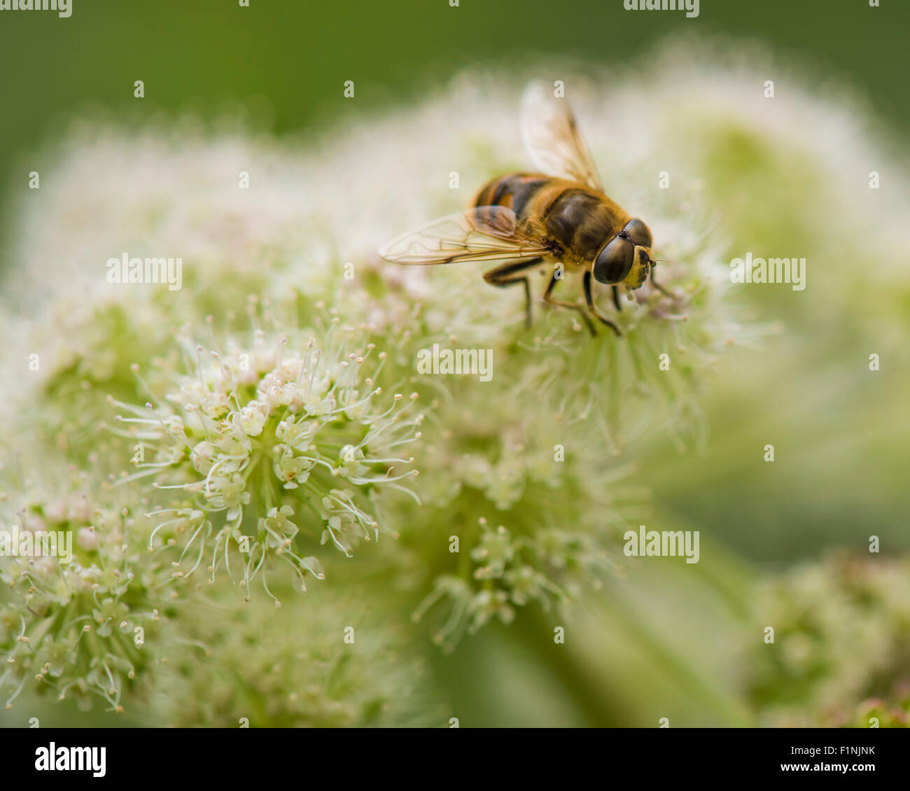 Goggle eyed hires stock photography and images Alamy
