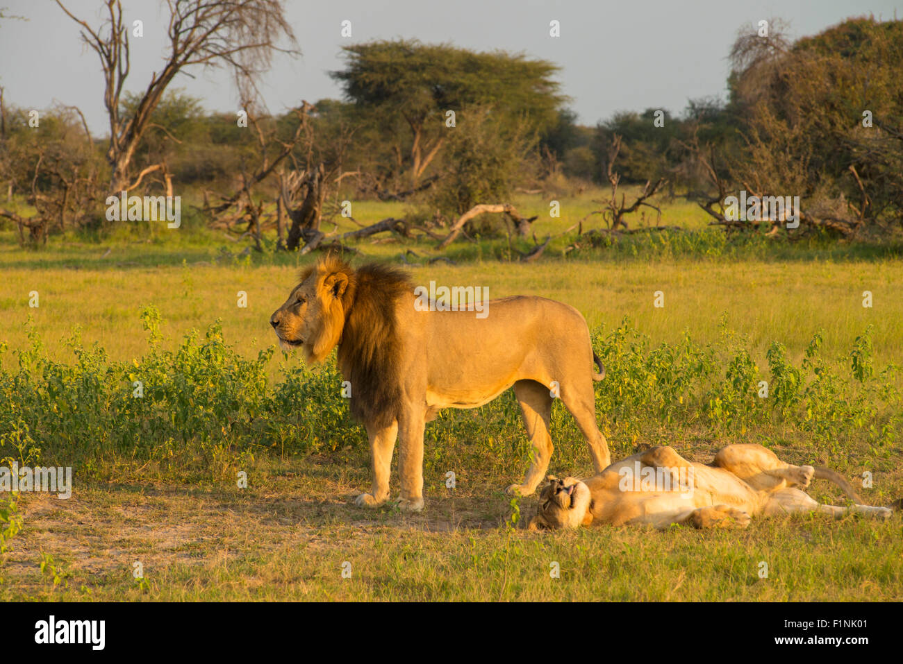 African lion panthera leo pair mating hi-res stock photography and ...