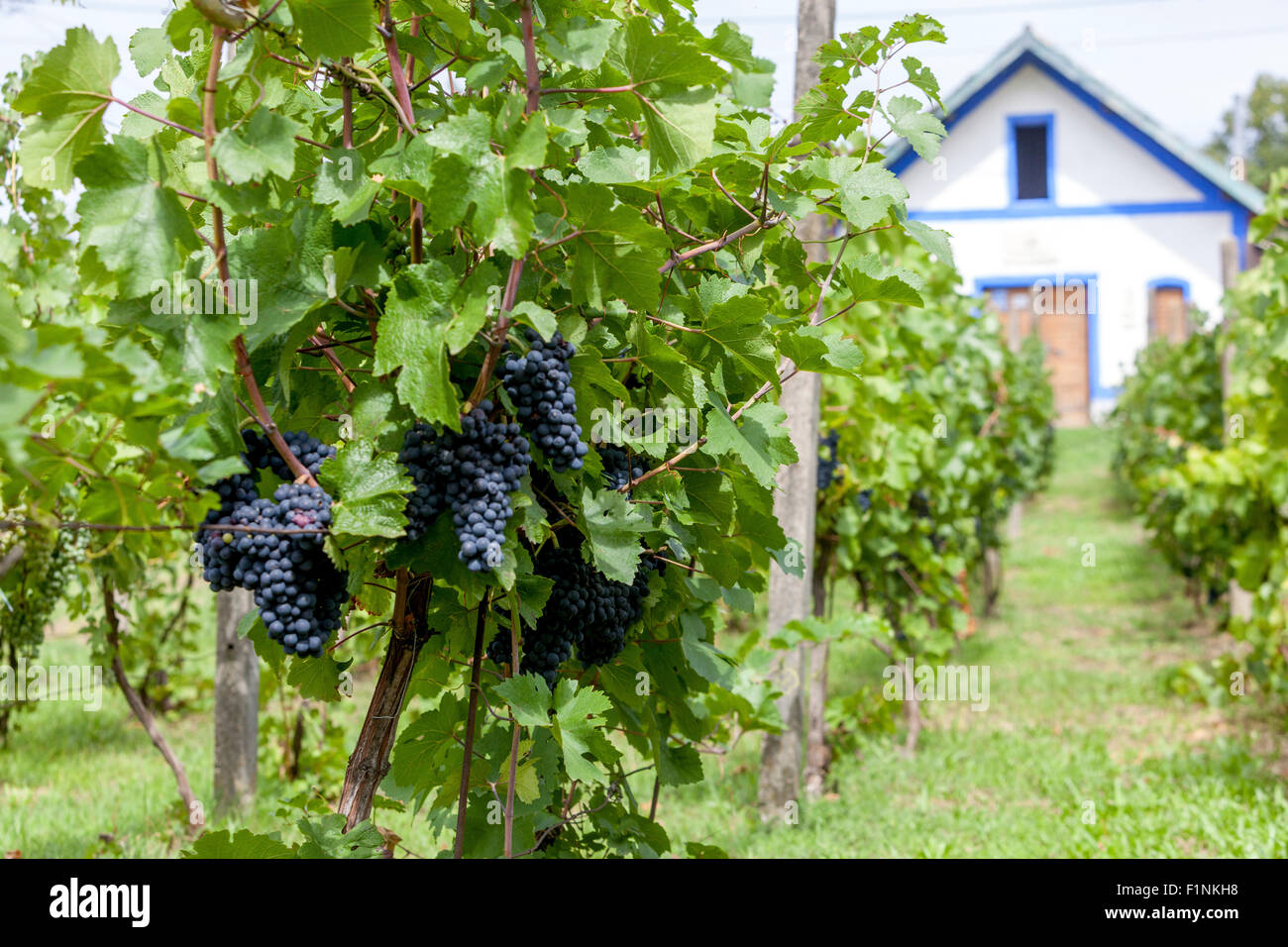 Czech vineyards, Moravian wine cellar in vineyard, Wine region Znojmo, Novy Saldorf, South Moravia, Czech Republic, Europe Stock Photo