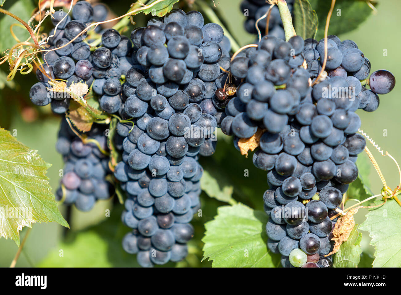 Wine region Valtice, a bunch of grapes on vine, South Moravia, Czech Republic, Europe Stock Photo