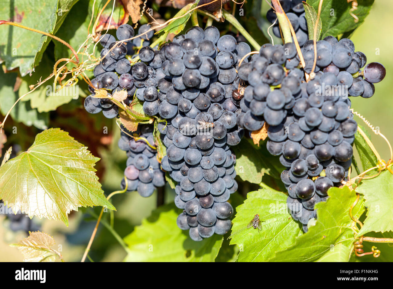 Wine region Valtice, vineyard and grapes, South Moravia, Czech Republic, Europe Stock Photo