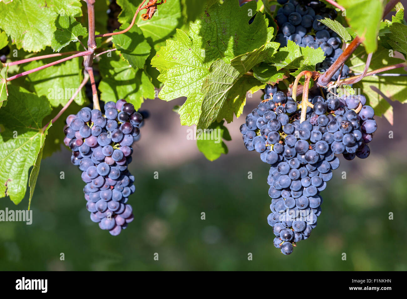 Wine region Valtice, a bunch of grapes on vine, South Moravia, Czech Republic, Europe Stock Photo