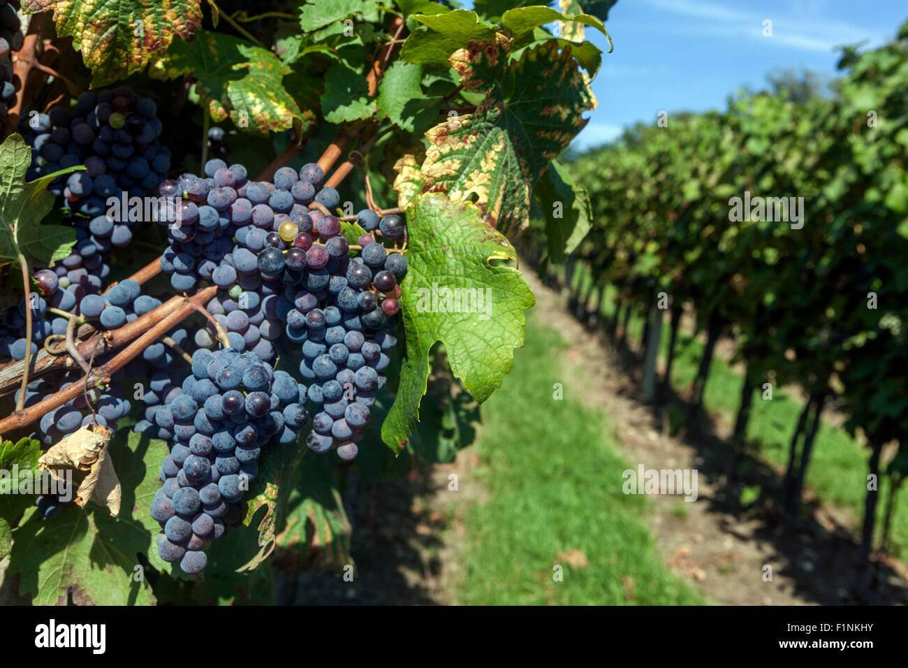 Czech vineyards, Wine region Slovacko, Blatnice pod Svatym Antoninkem, grapes in the vineyard, South Moravia, Czech Republic, Europe Stock Photo