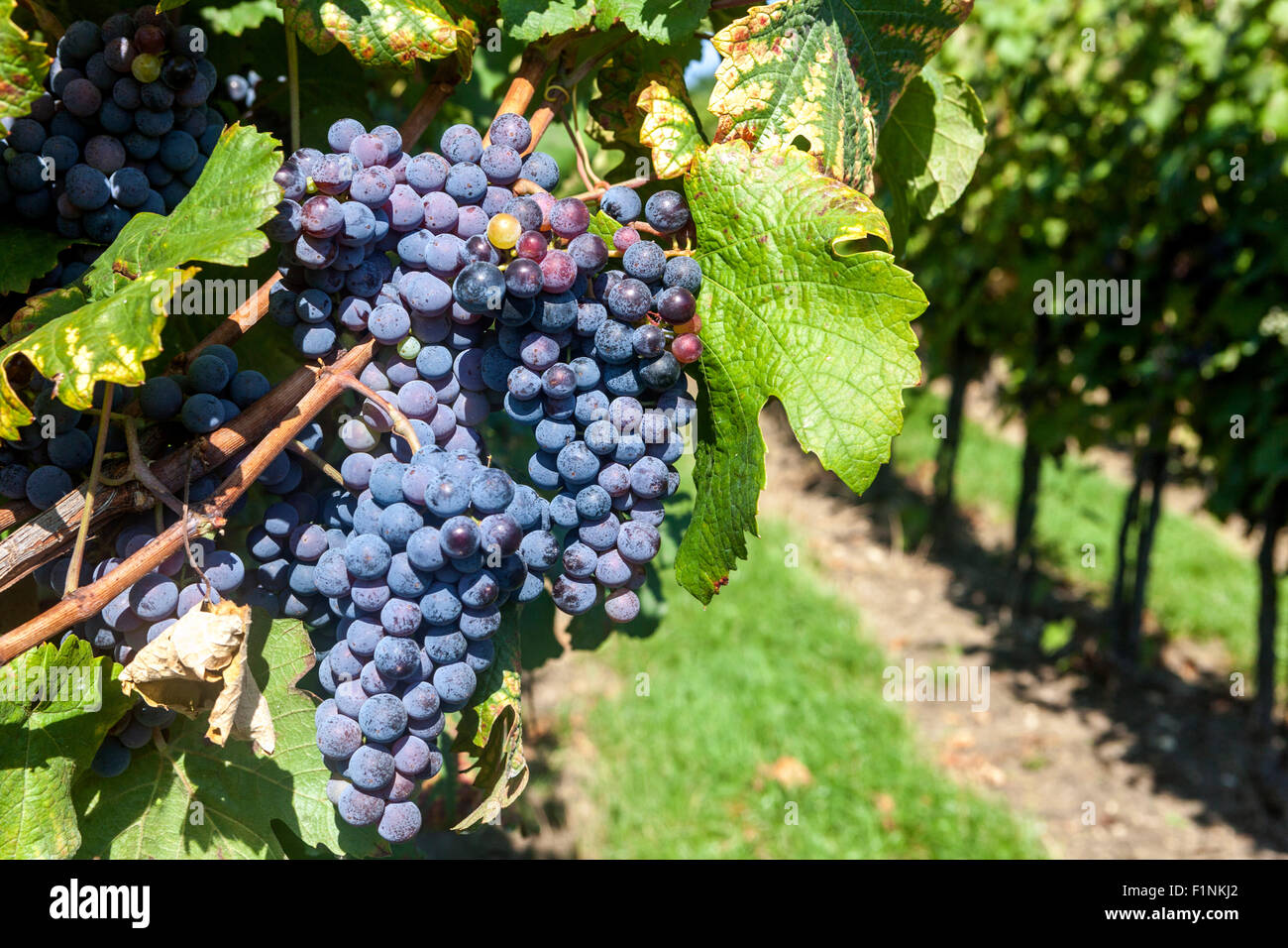 Wine region Slovacko, Blatnice pod Svatym Antoninkem, grapes in the vineyard, South Moravia, Czech Republic, Europe vineyard wine Stock Photo