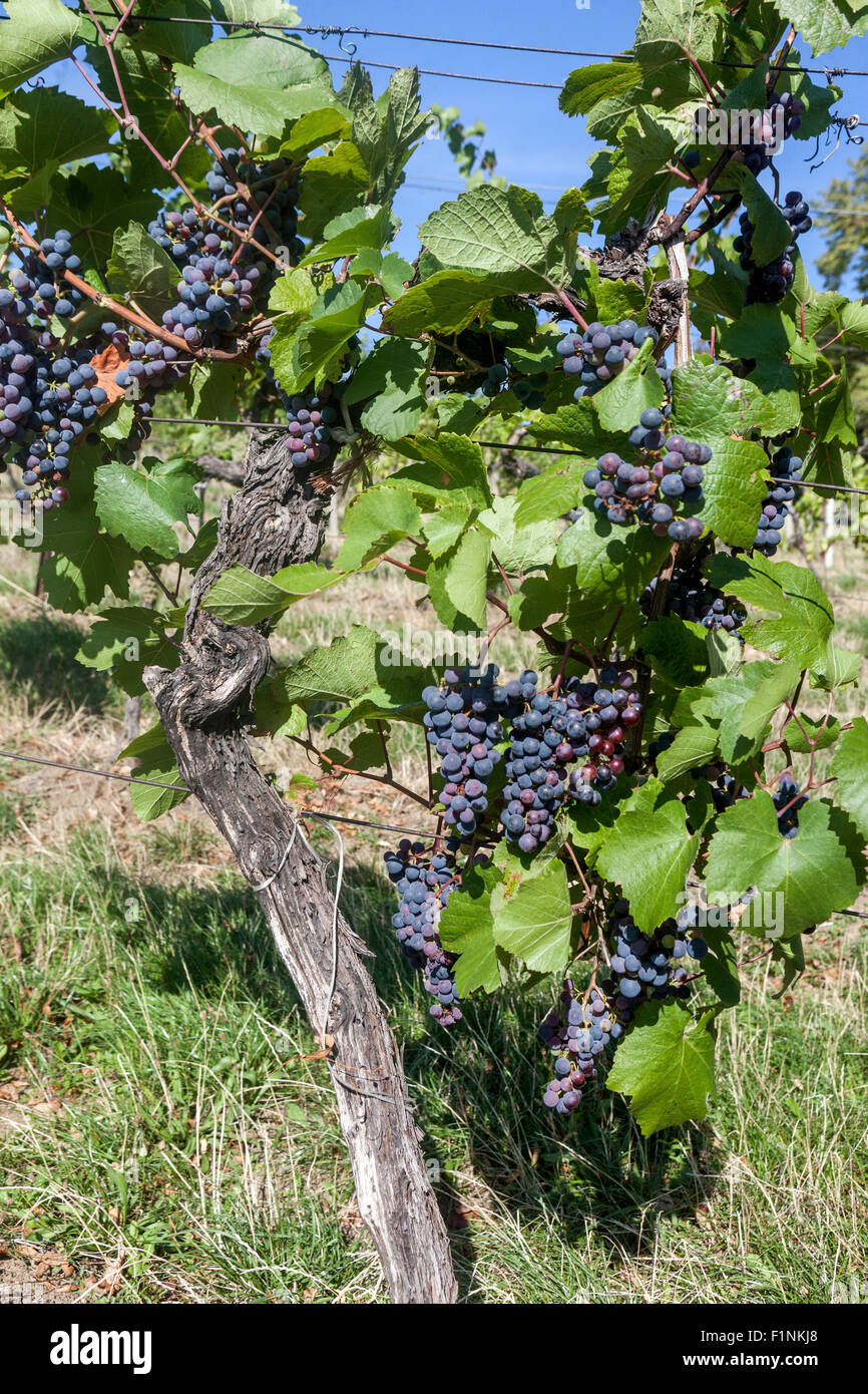 Wine region Slovacko, Blatnice pod Svatym Antoninkem, grapes in the vineyard, South Moravia, Czech Republic, Europe Stock Photo
