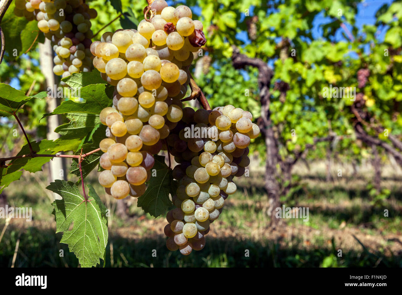 Wine region Slovacko, Blatnice pod Svatym Antoninkem, grapes in the vineyard, South Moravia, Czech Republic, Europe Stock Photo
