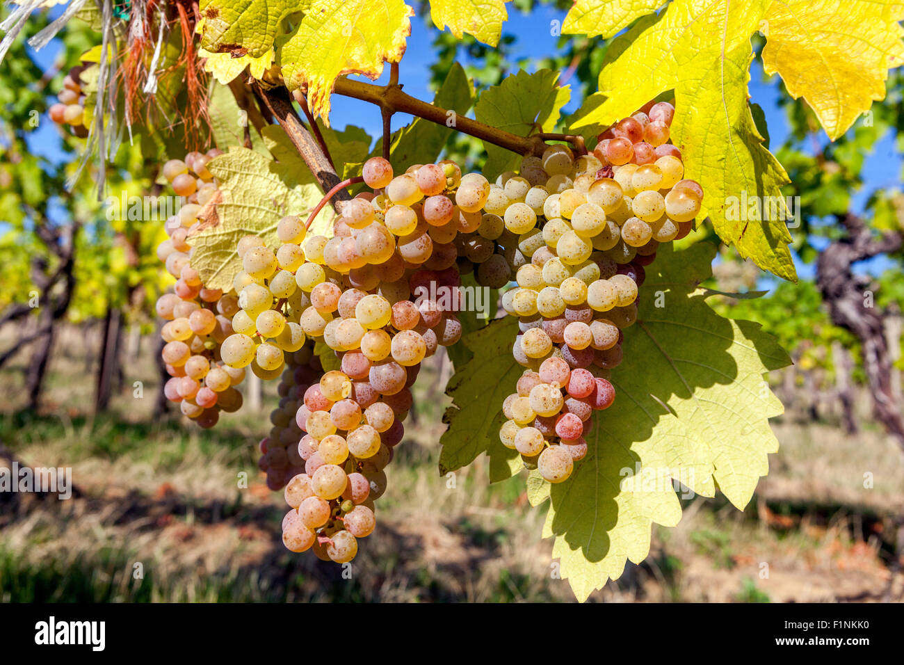 Bunch of grapes on vine, Wine region Slovacko, South Moravia, Czech Republic, Europe vineyard wine grapes in plant Grapes growing Stock Photo