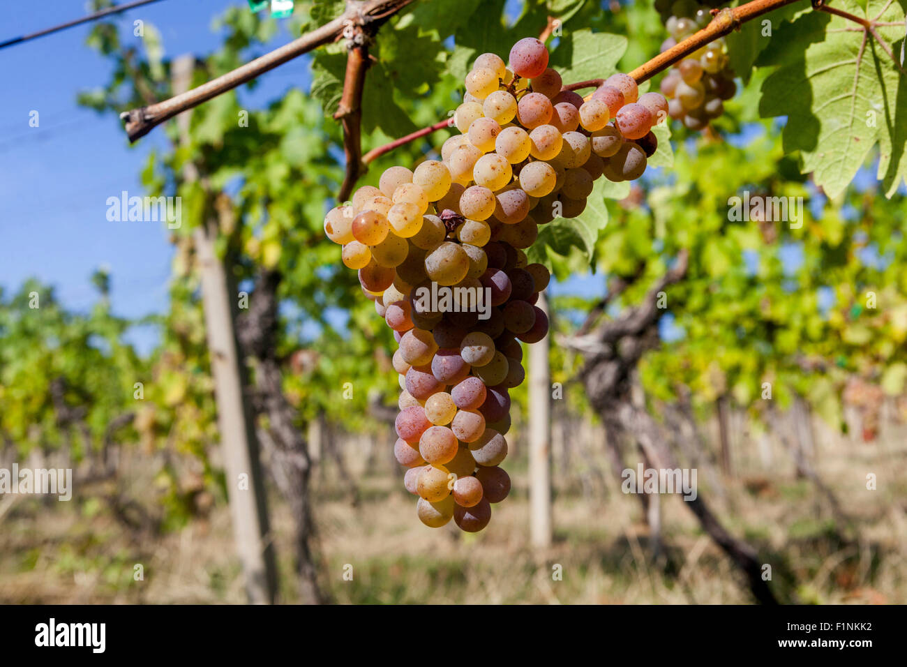 Wine grapes in plant South Moravia vineyard Czech Republic Stock Photo
