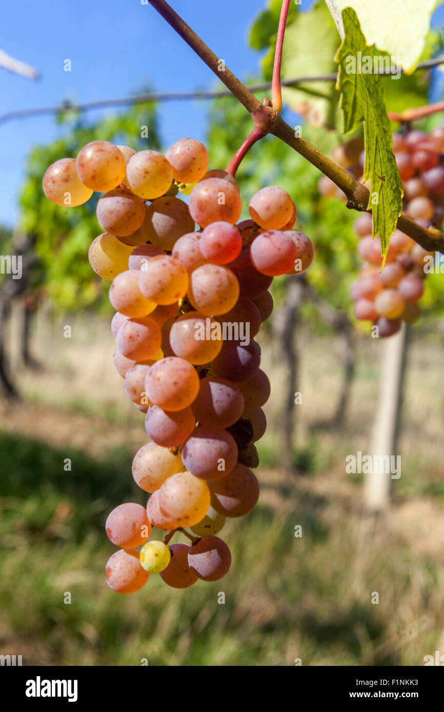 Wine grapes in plant South Moravia vineyard Czech Republic Stock Photo