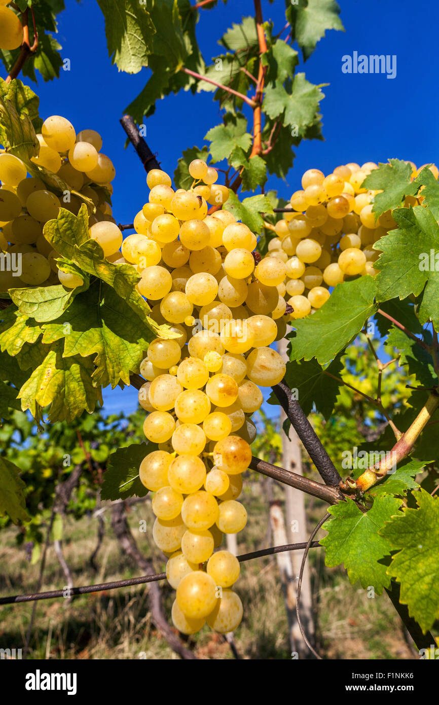 Wine region Slovacko, bunch of grapes on vine, South Moravia, Czech Republic, Europe Grapes in plant Vineyard grapes for white wine production Stock Photo
