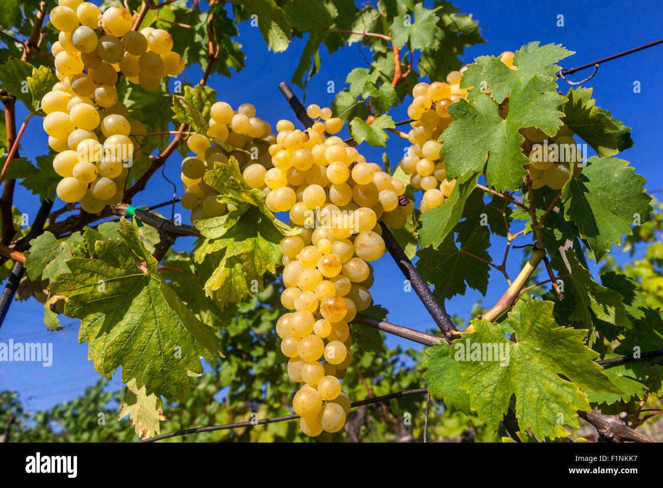 Moravian wine region Slovacko Moravia vineyard  Wine grapes in plant White wine grapes sky Stock Photo