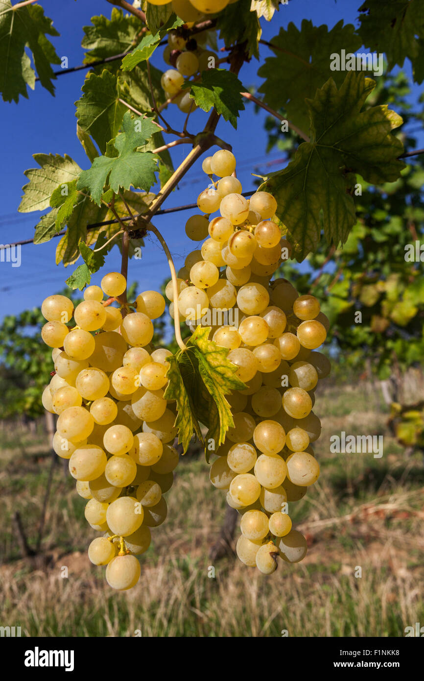 Ripening grapes on the vine Bunch of grapes on vine Grapes in plant White wine grapes Stock Photo