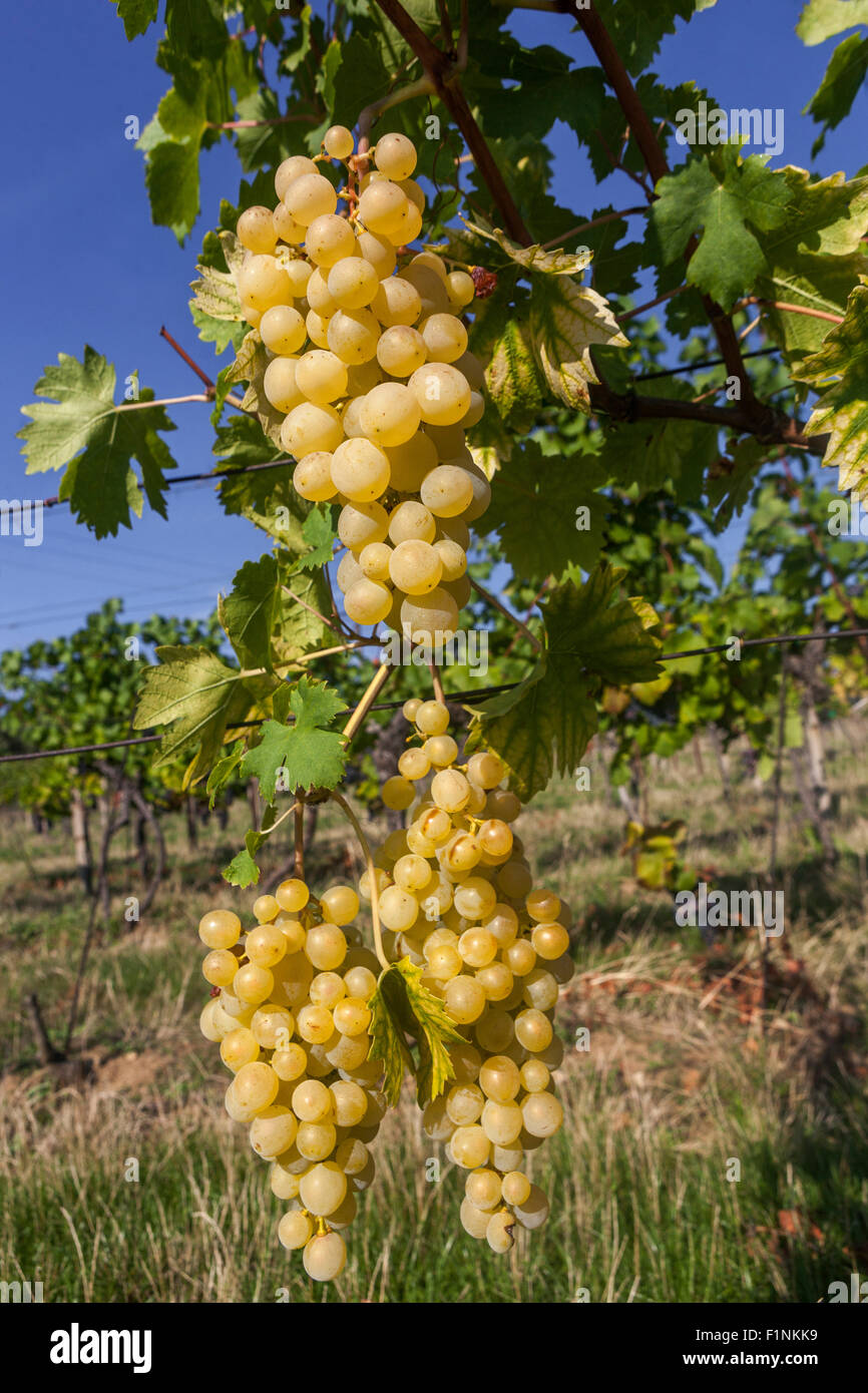 Wine region Slovacko Grapes in plant, South Moravia, Czech Republic vineyard sky Stock Photo