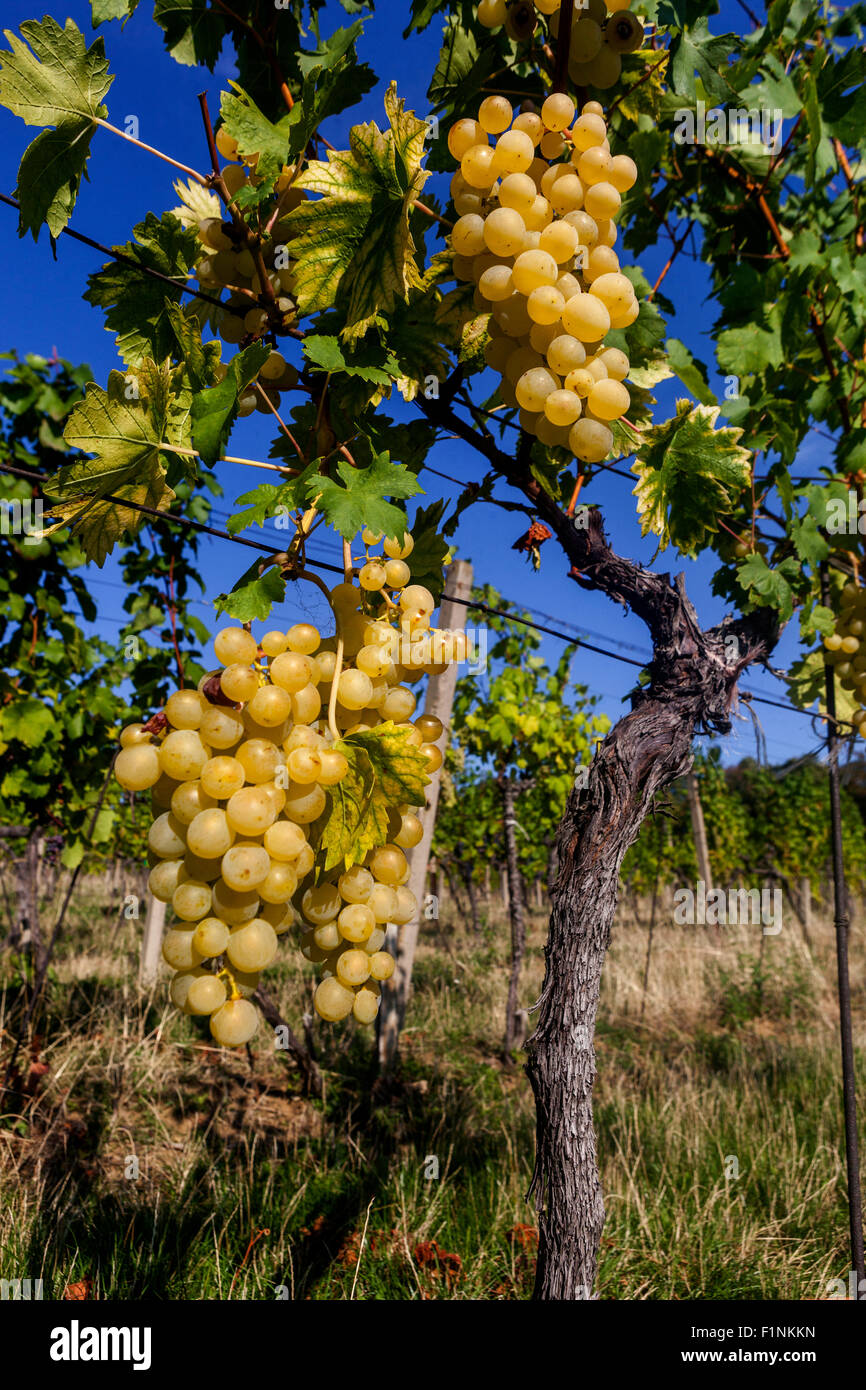 Bunch of grapes on vine, Wine region Slovacko, South Moravia, Czech Republic Wine grapes in plant Stock Photo