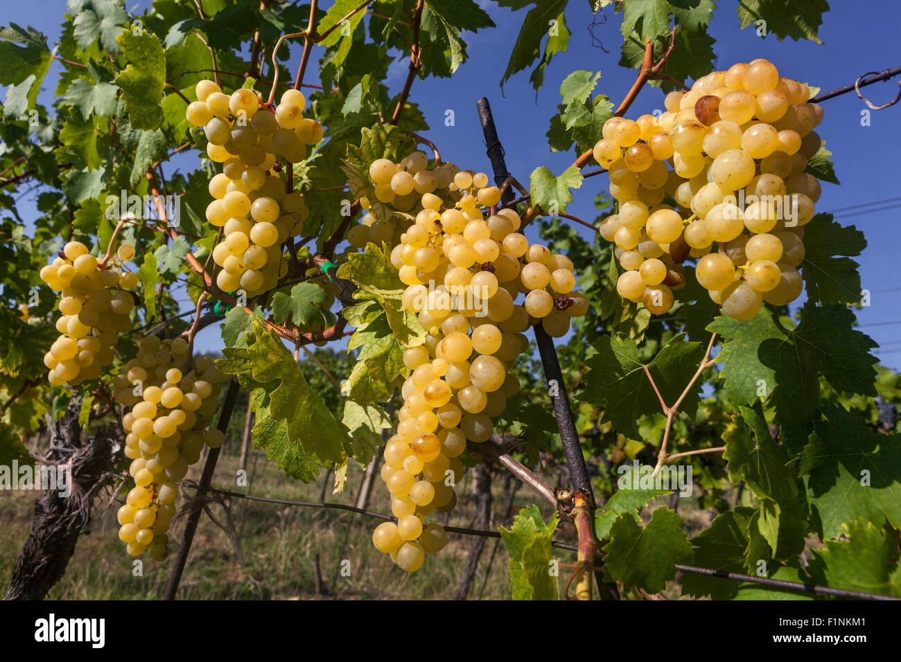 A delicious bunch of grapes in the vineyard, wine grapes in plant Stock Photo