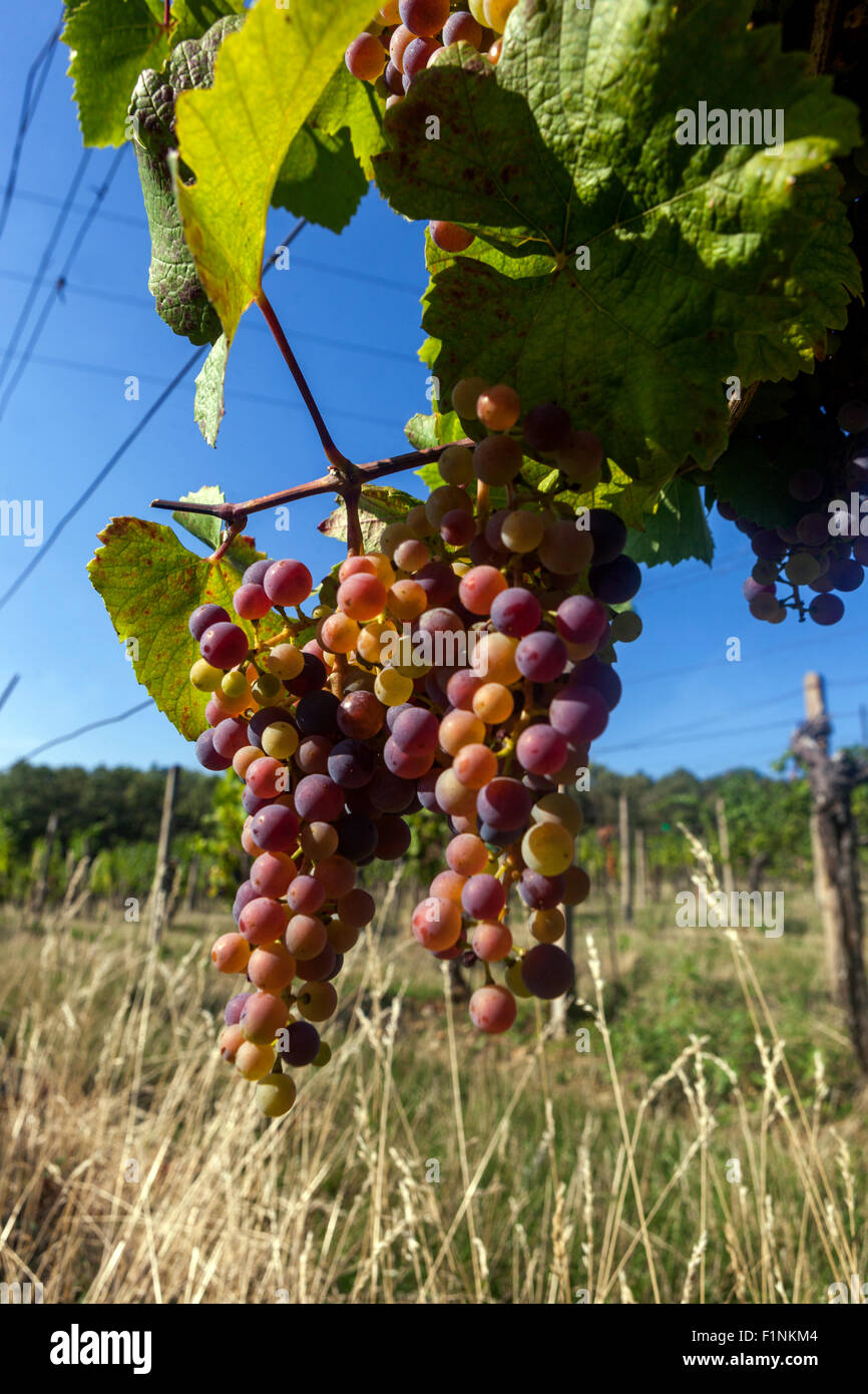 Wine grapes in plant South Moravia vineyard Czech Republic sky Stock Photo