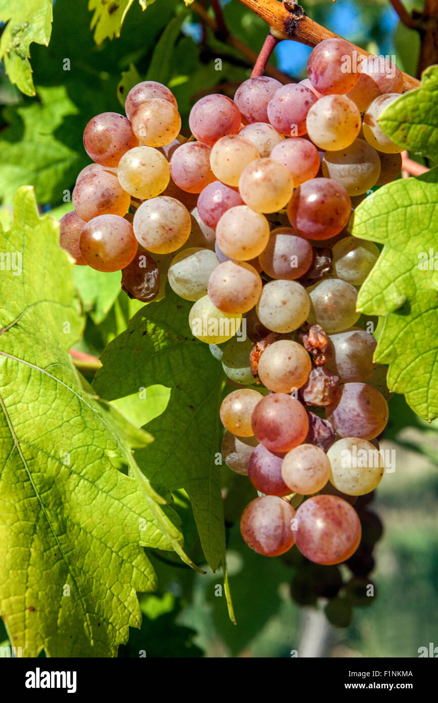 Sunny Bunch of grapes on vine, Cluster, Moravian wine region Slovacko, South Moravia, Czech Republic, Europe Stock Photo