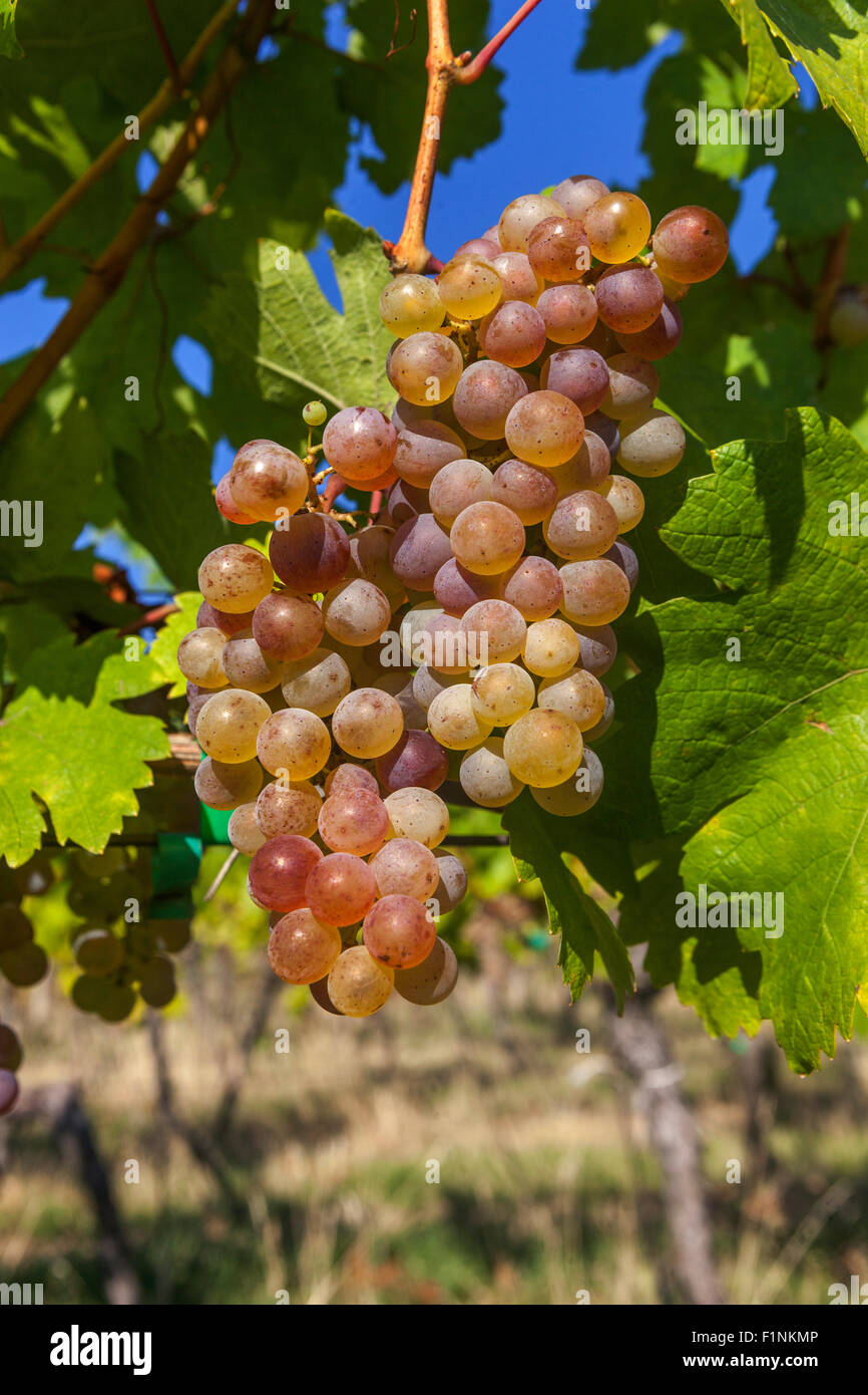 Bunch of grapes on vine, Wine grapes in plant Stock Photo