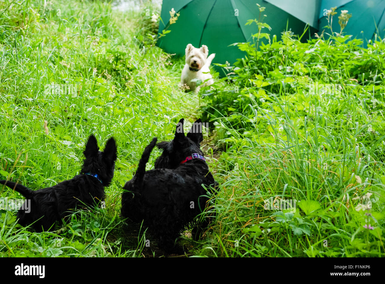 Two scottish terriers meet a west highland terrier Stock Photo