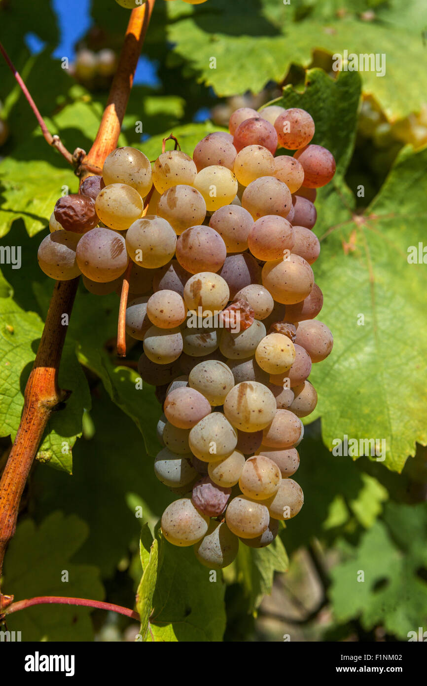 Bunch of grapes on vine, Wine region Slovacko, South Moravia, Czech Republic, Europe Stock Photo