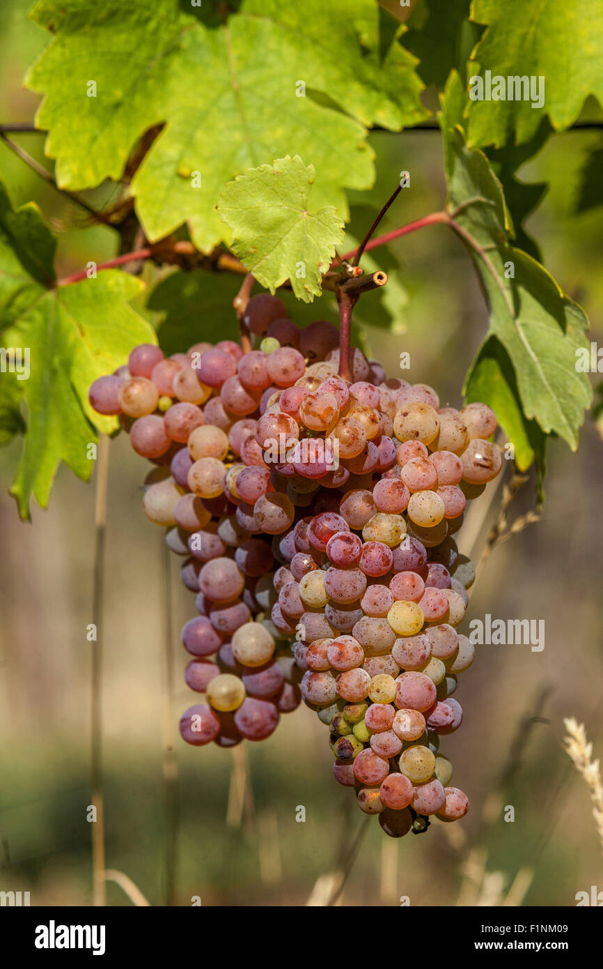 Bunch of grapes on vine, Wine region Slovacko, South Moravia, Czech Republic, Europe Growing grapes Stock Photo