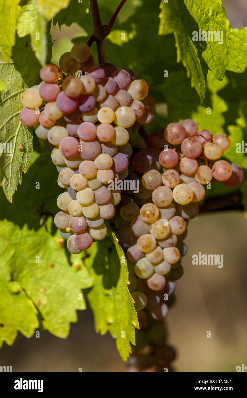 White wine, a bunch of grapes on vine, White wine grapes South Moravia, Czech Republic, Europe Stock Photo