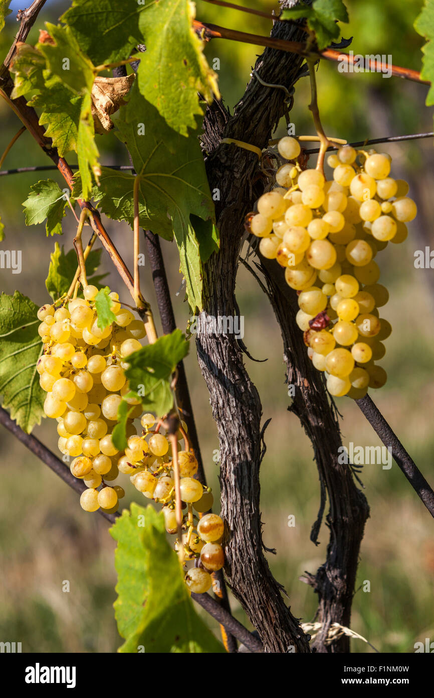 Wine region Slovacko Grapes in plant, South Moravia, Czech Republic vineyard Stock Photo