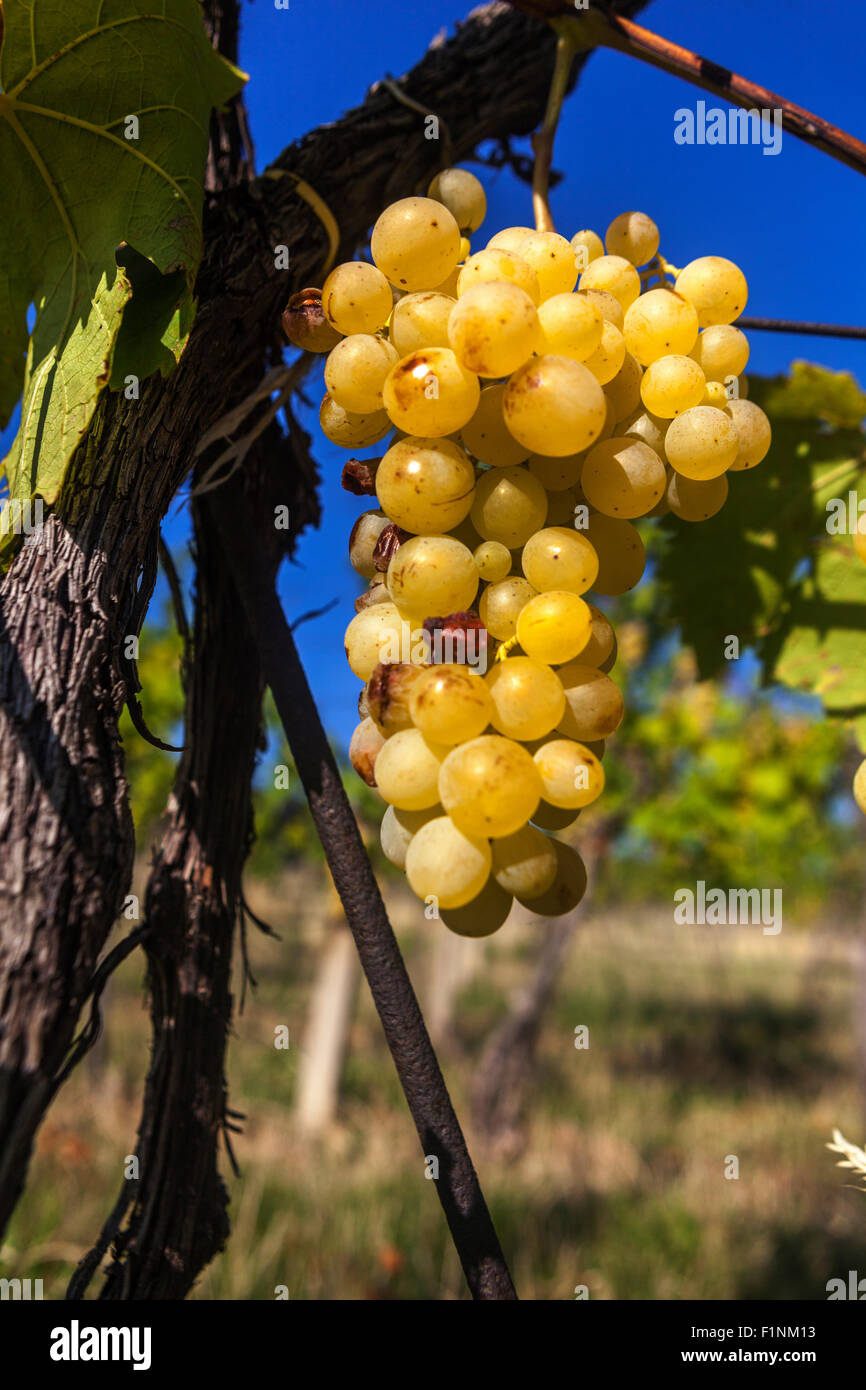 Wine grapes in plant South Moravia vineyard Czech Republic White wine grapes Bunch of grapes Stock Photo