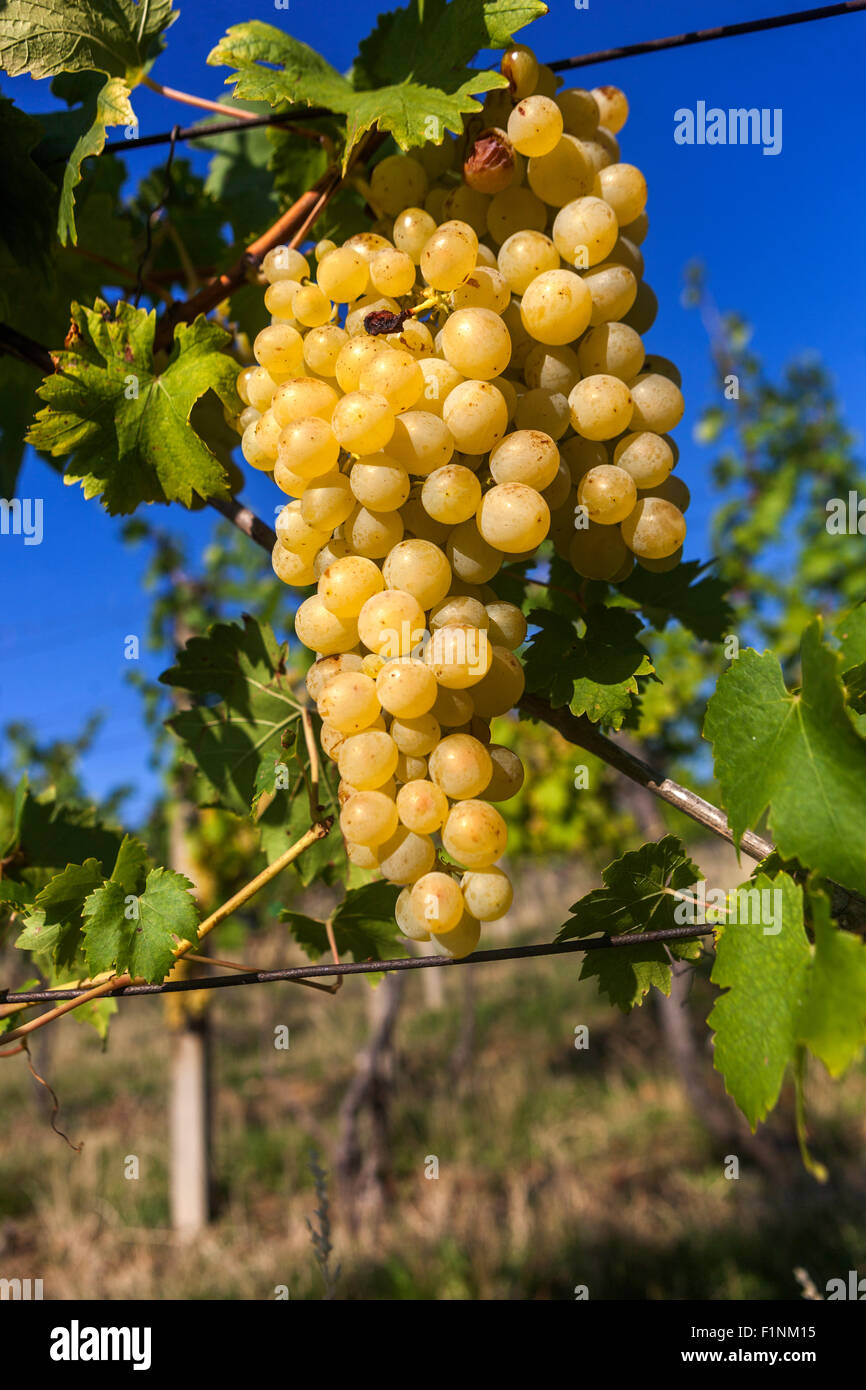Bunch of grapes on vine Juicy Czech Wine region Slovacko Moravia Czech Republic, Europe Grapes in plant Stock Photo