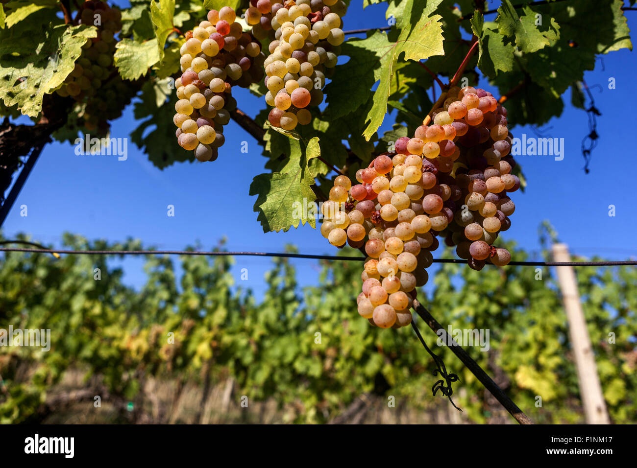 Wine grapes in plant, sky South Moravia vineyard Czech Republic Stock Photo