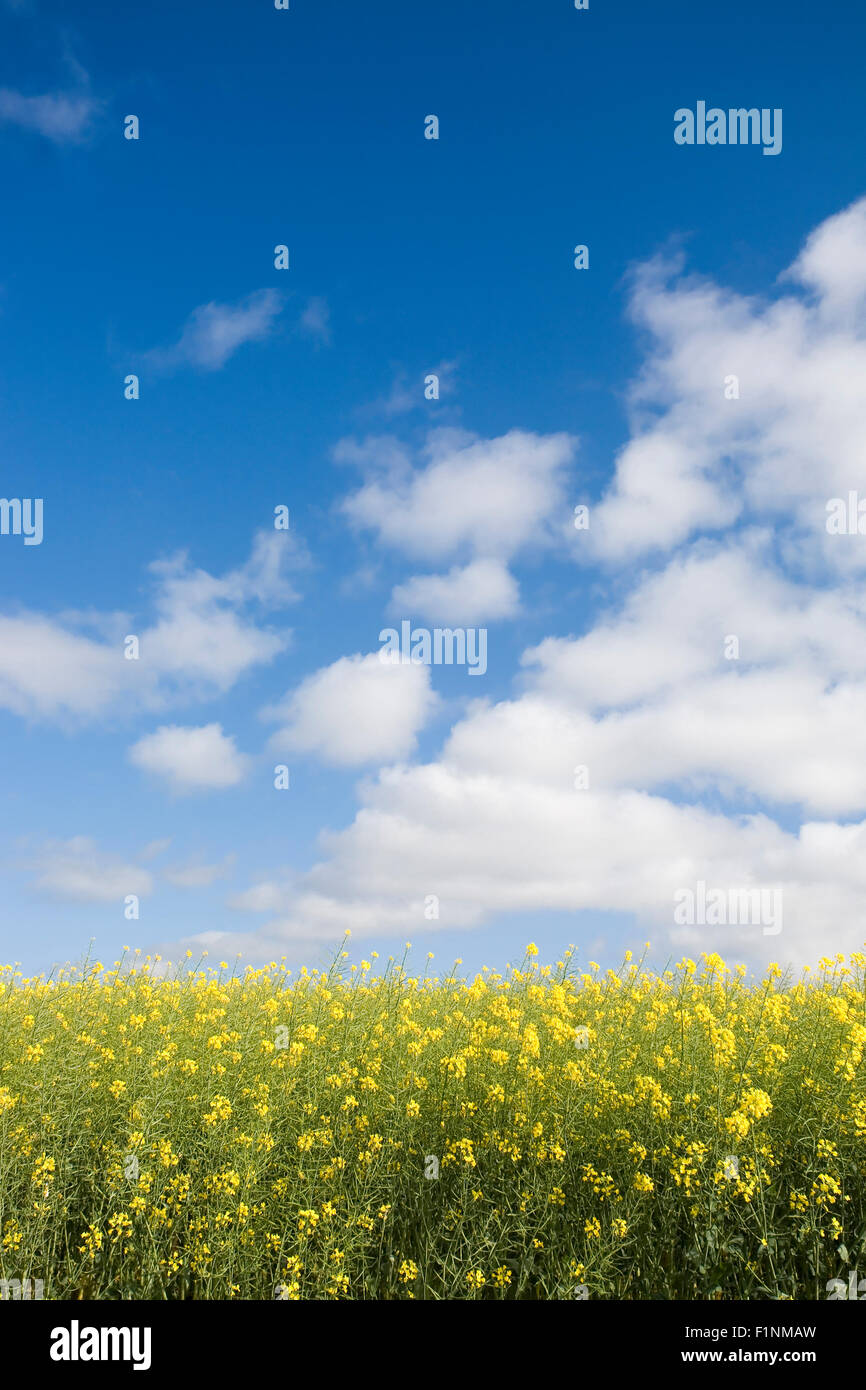 Canola field against blue sky Stock Photo