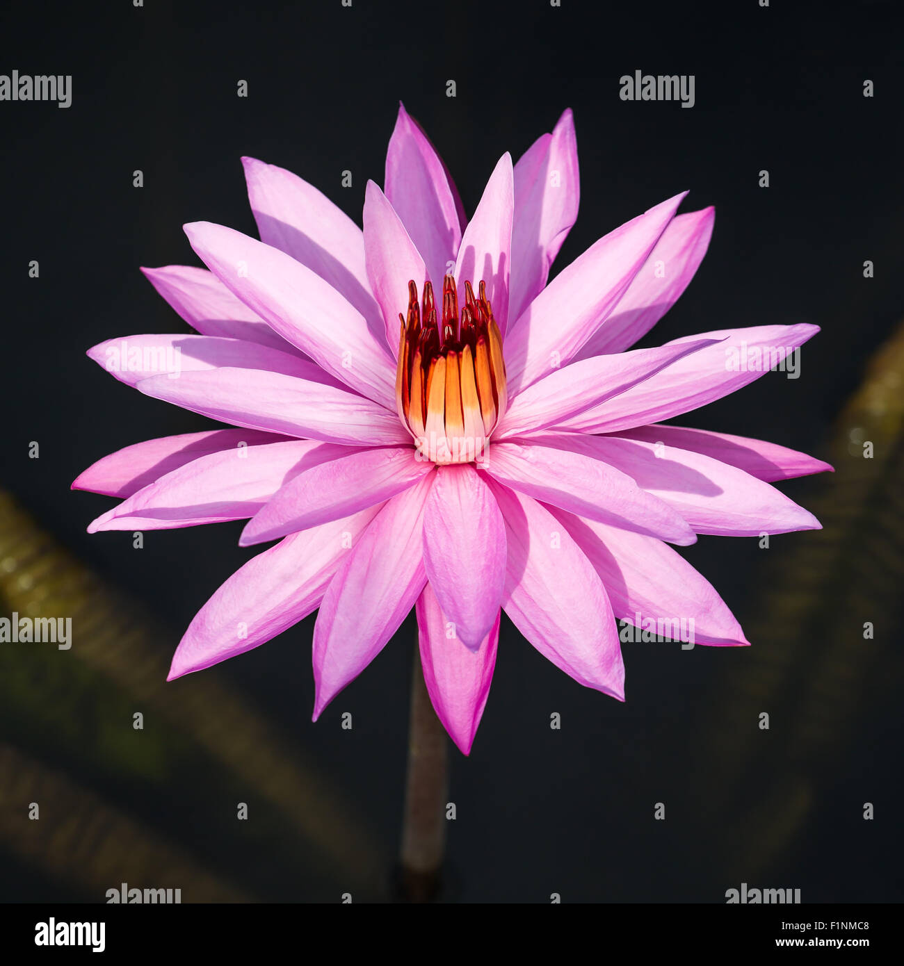 Beautiful pink water lily closeup Stock Photo