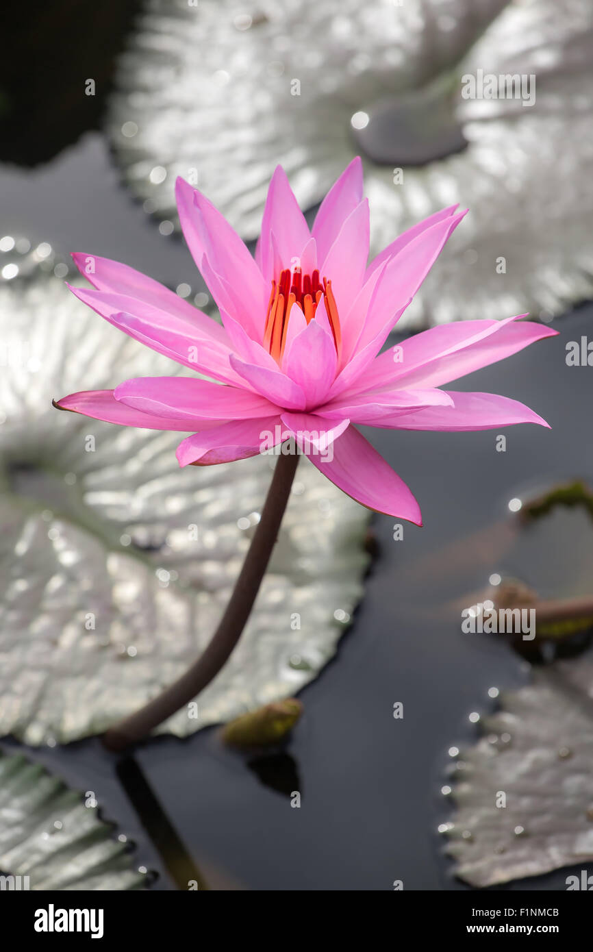 Beautiful pink water lily close-up Stock Photo