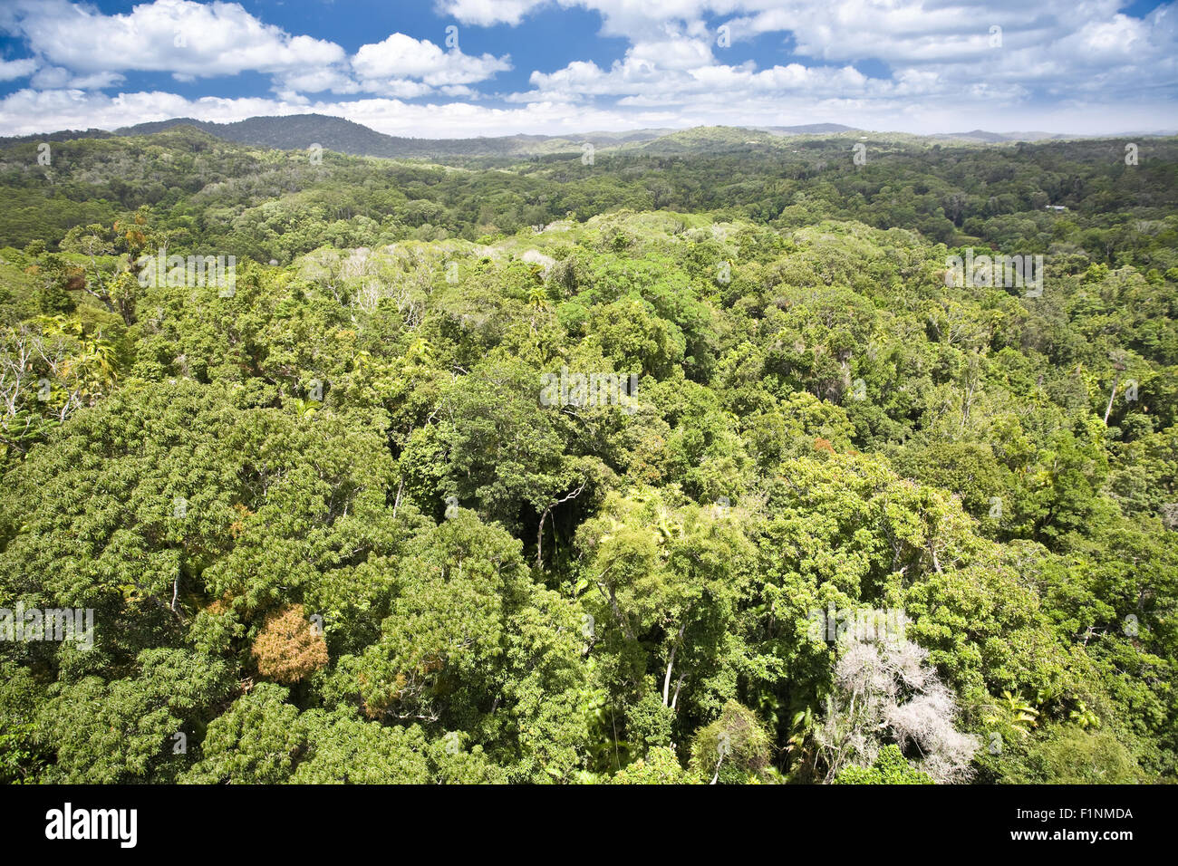 Canopy of rainforest Stock Photo