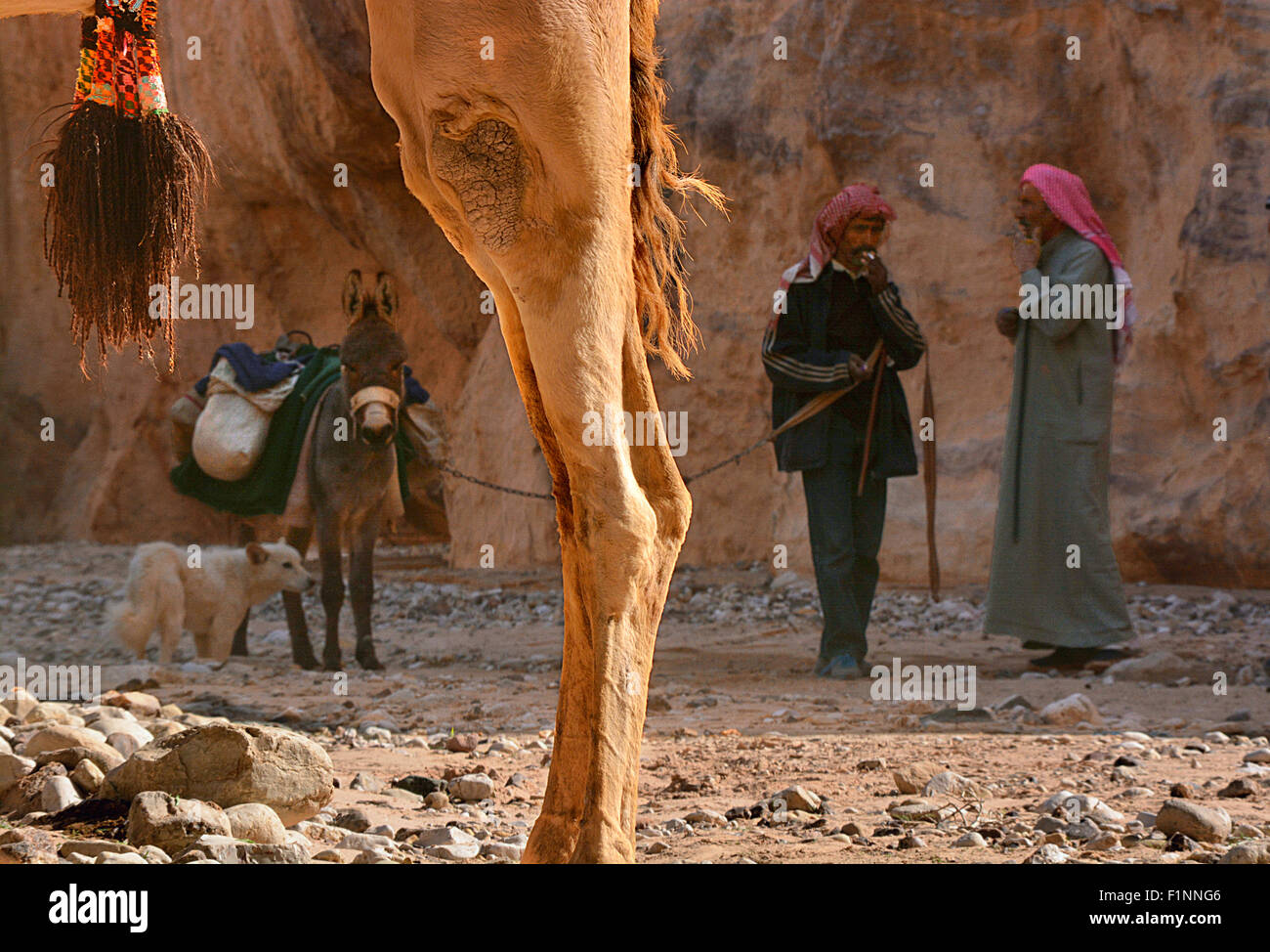 Arabs and camels collection Stock Photo - Alamy
