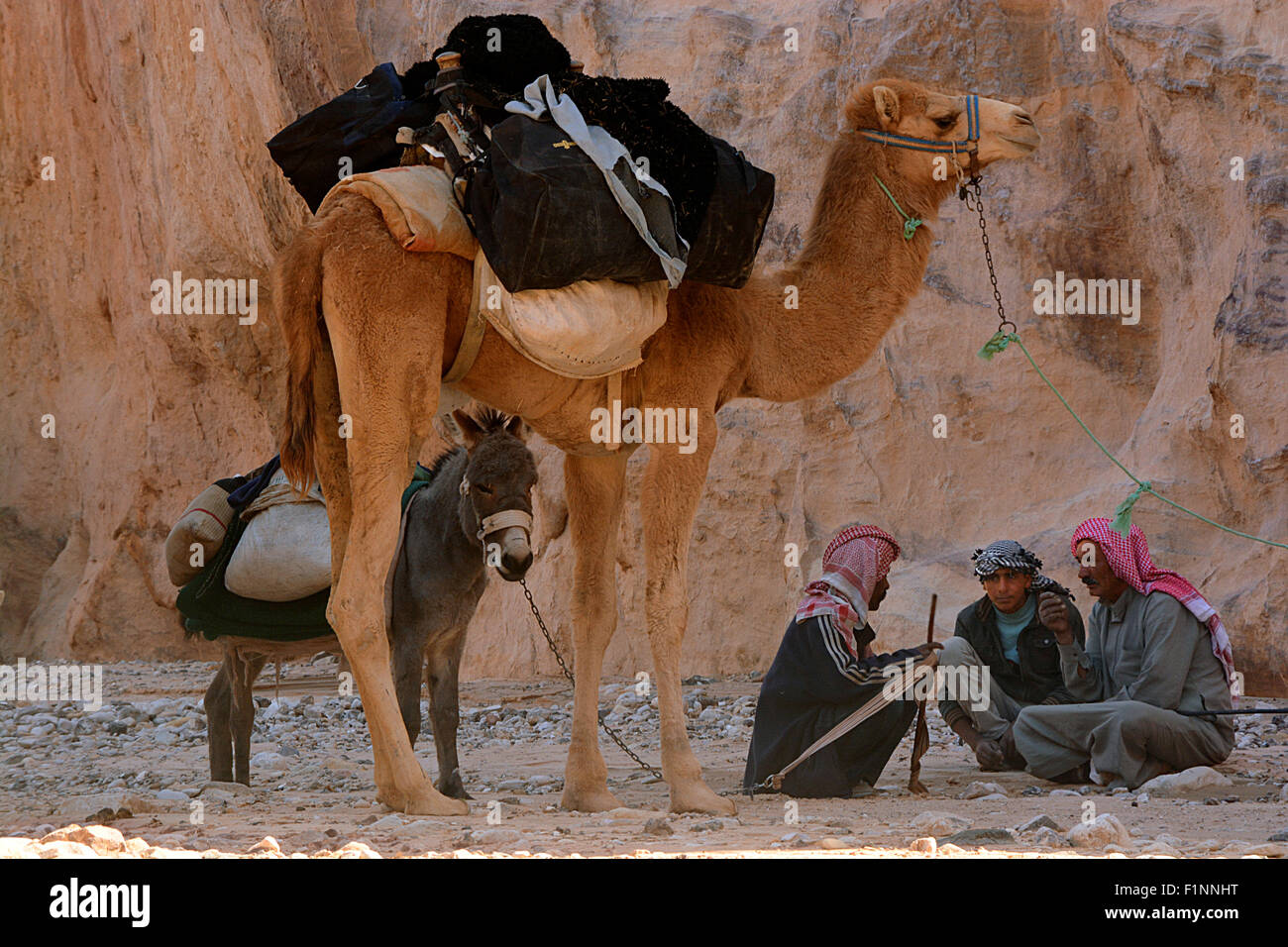 Arabs and camels collection Stock Photo - Alamy