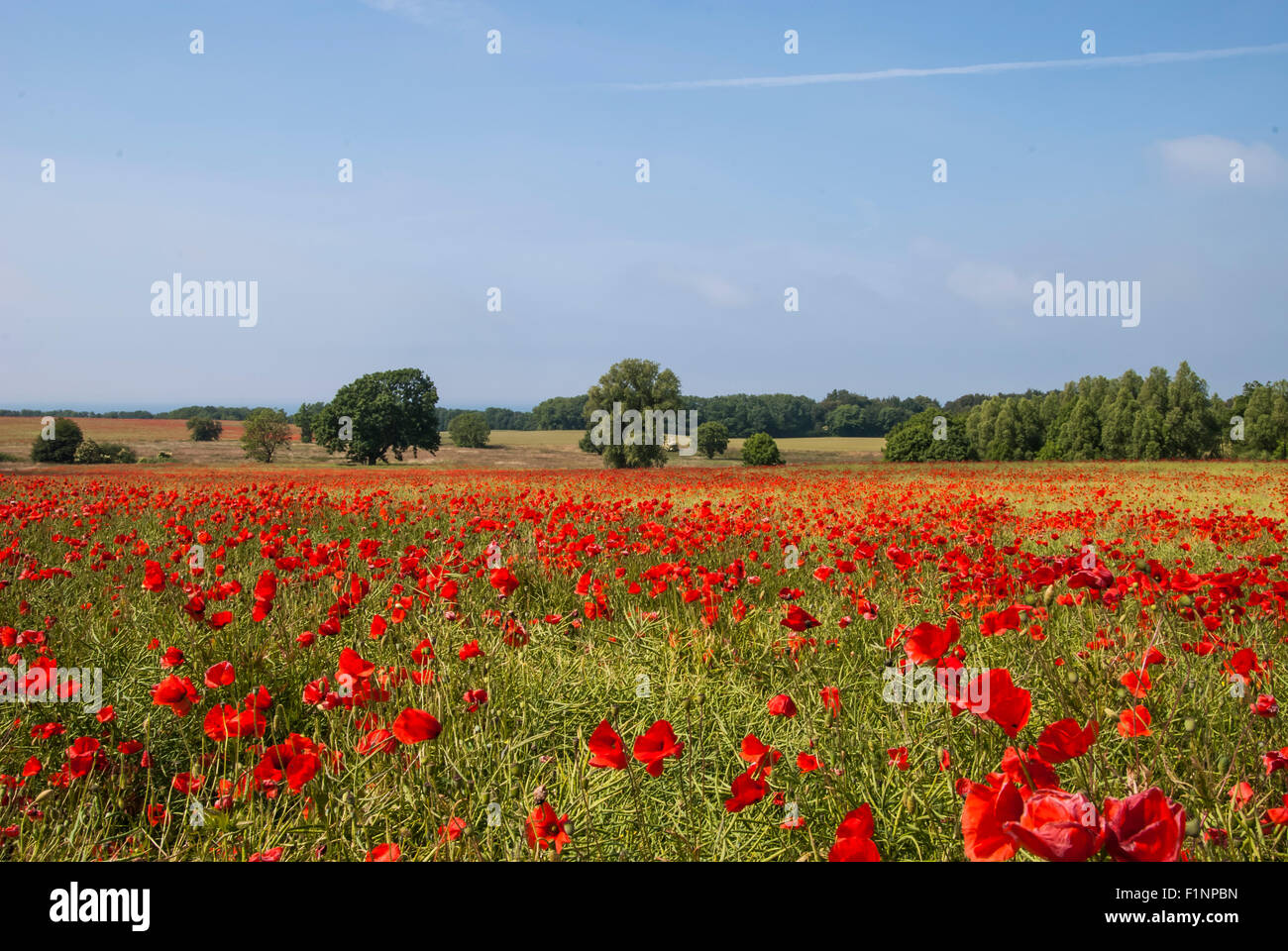 Poppy field on Rügen island Stock Photo