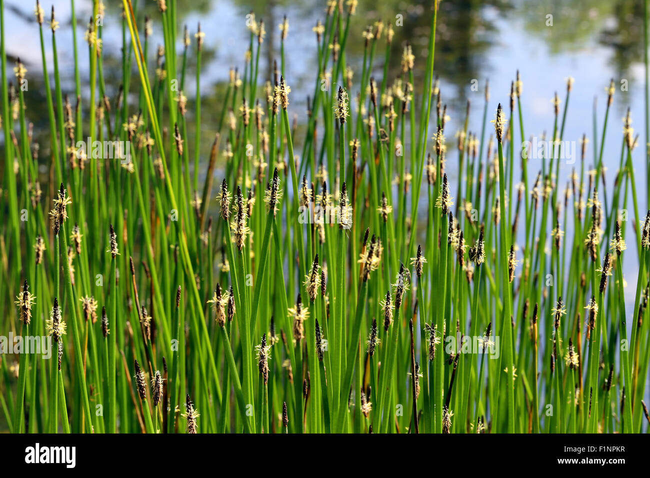 Eleocharis palustris plant of wetlands. (spike-rush, creeping spike-rush or marsh spike-rush). Italy, Veneto, Europe. Stock Photo