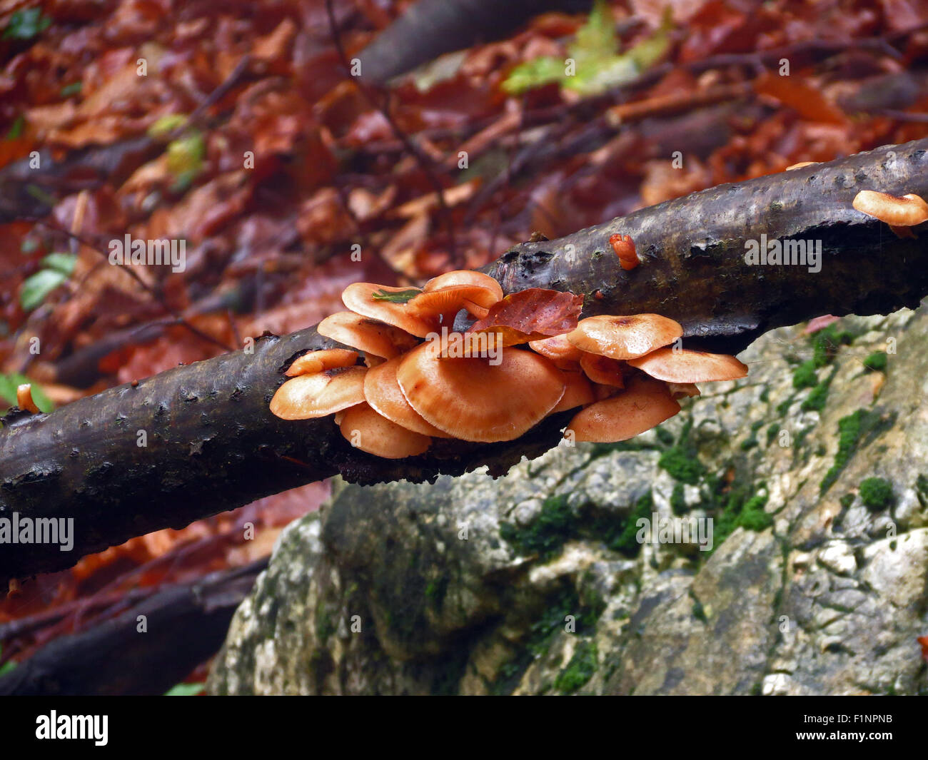 Mushrooms on trunk in beech forest. Piccole Dolomiti mountains. Veneto. Italy. Europe. Stock Photo