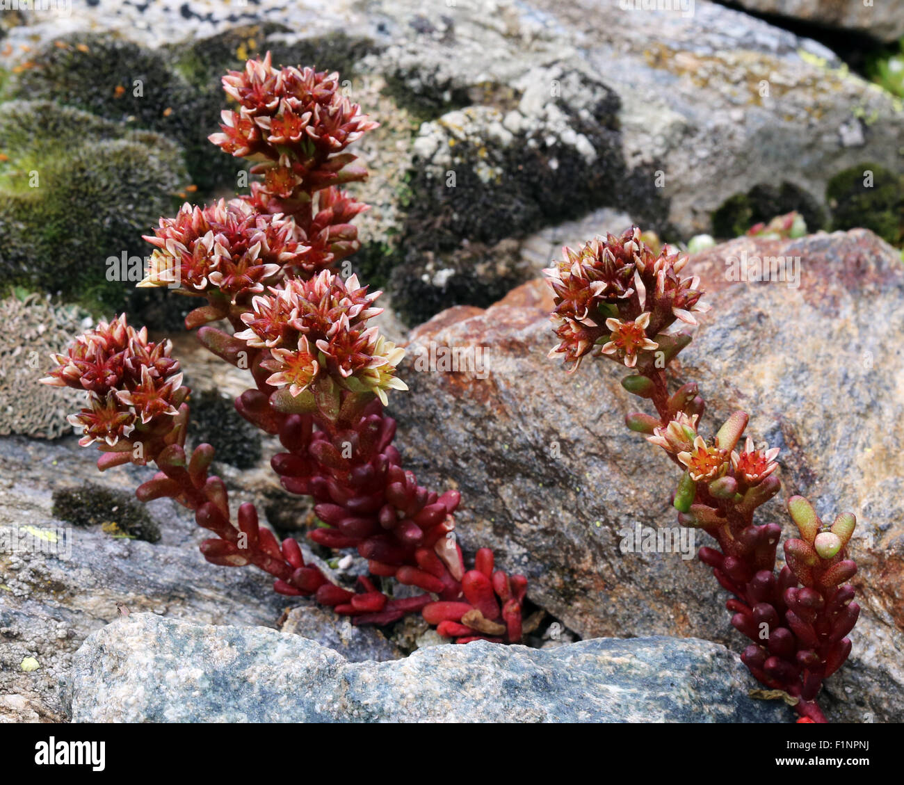 Sedum atratum L. plants. Pinocchina nera, Sedo sanguigno. Valgrisenche valley. Valle d'Aosta, Italian Alps. Europe. Stock Photo