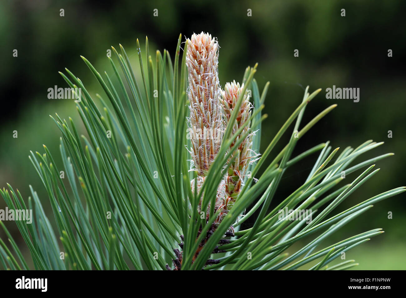 Pinus, Pinaceae. Pino. Flowers. Stock Photo