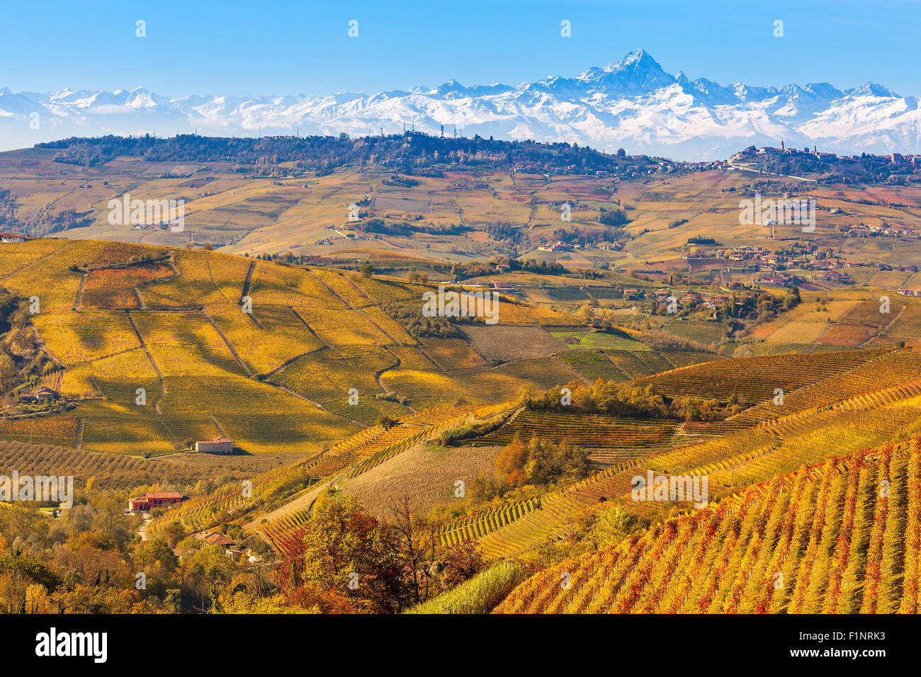 Colorful autumnal vineyards and snowy mountains on background in Piedmont, Northern Italy. Stock Photo