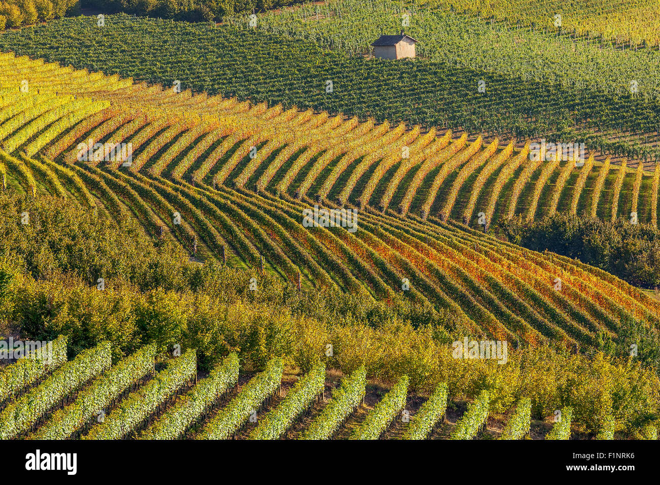 Row of  backlit autumnal vineyards in Piedmont, Northern Italy. Stock Photo