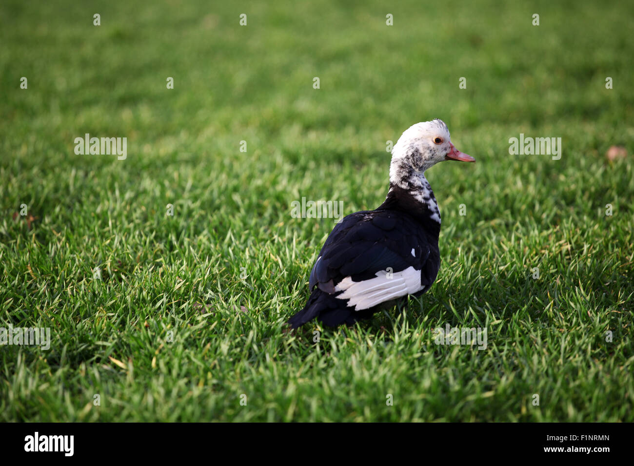 Muscovy duck in grass Stock Photo