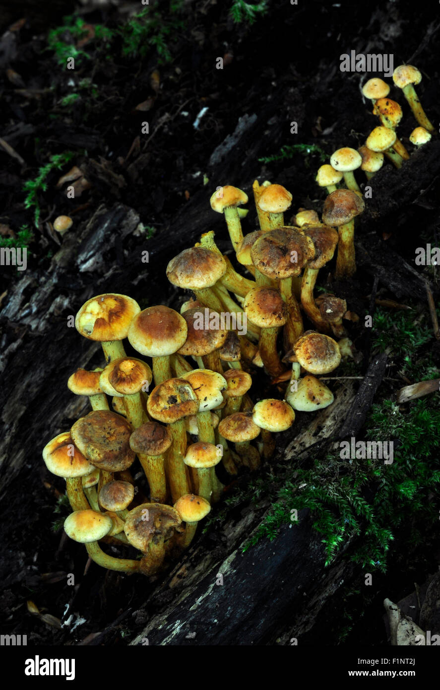 A clump of sulphur tuft toadstools UK Stock Photo