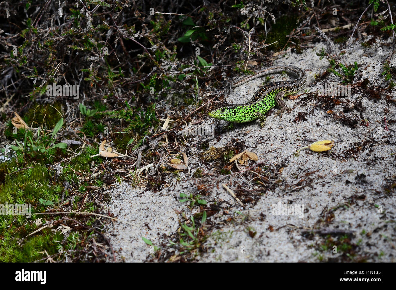 A sand lizard on a sandy heathland Dorset UK Stock Photo Alamy