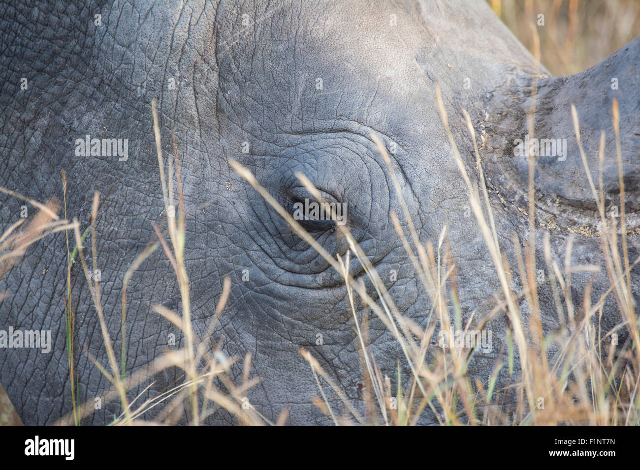 Close up of the head of a rhino Stock Photo