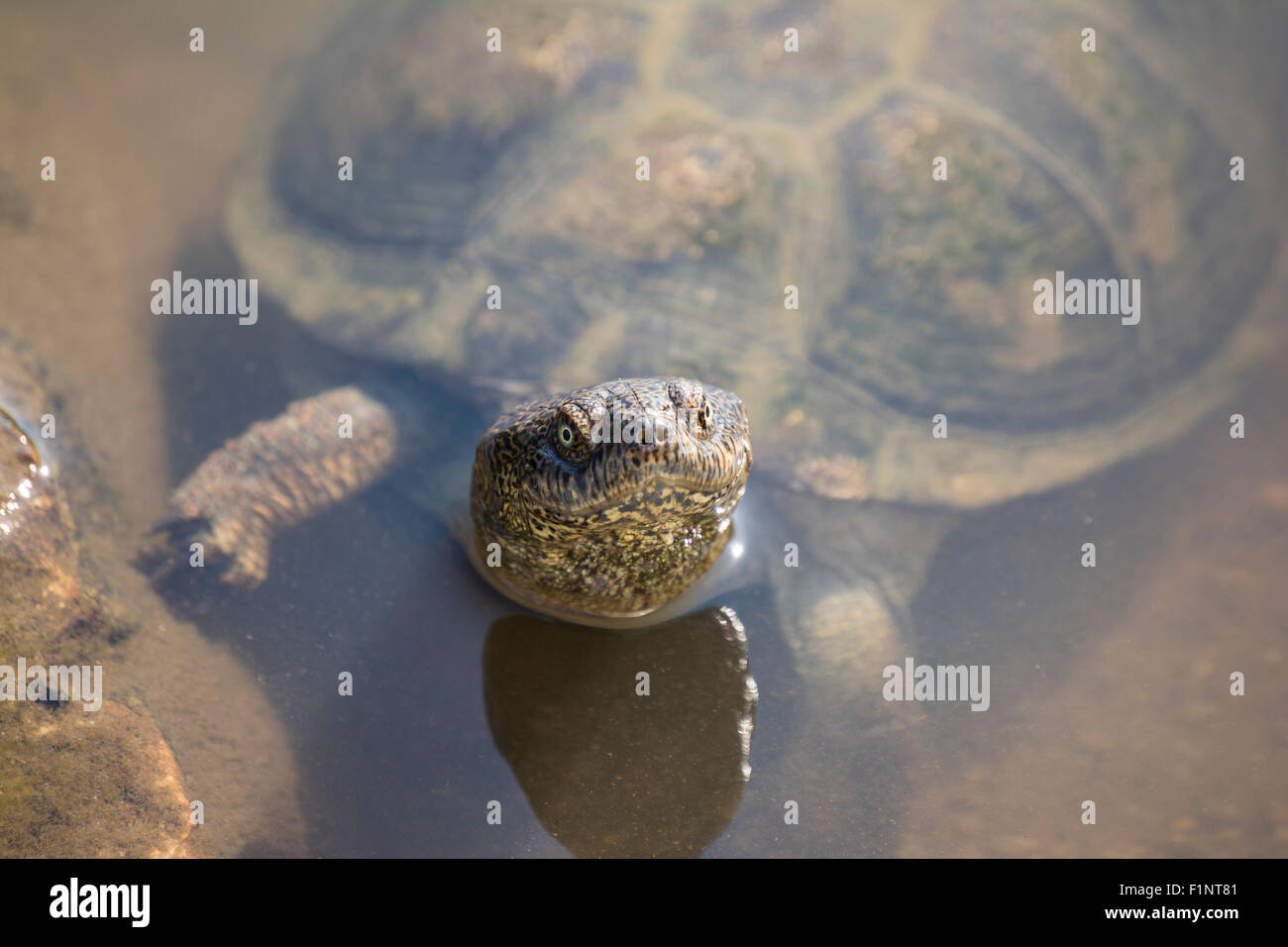 A terrapin in shallow water Stock Photo