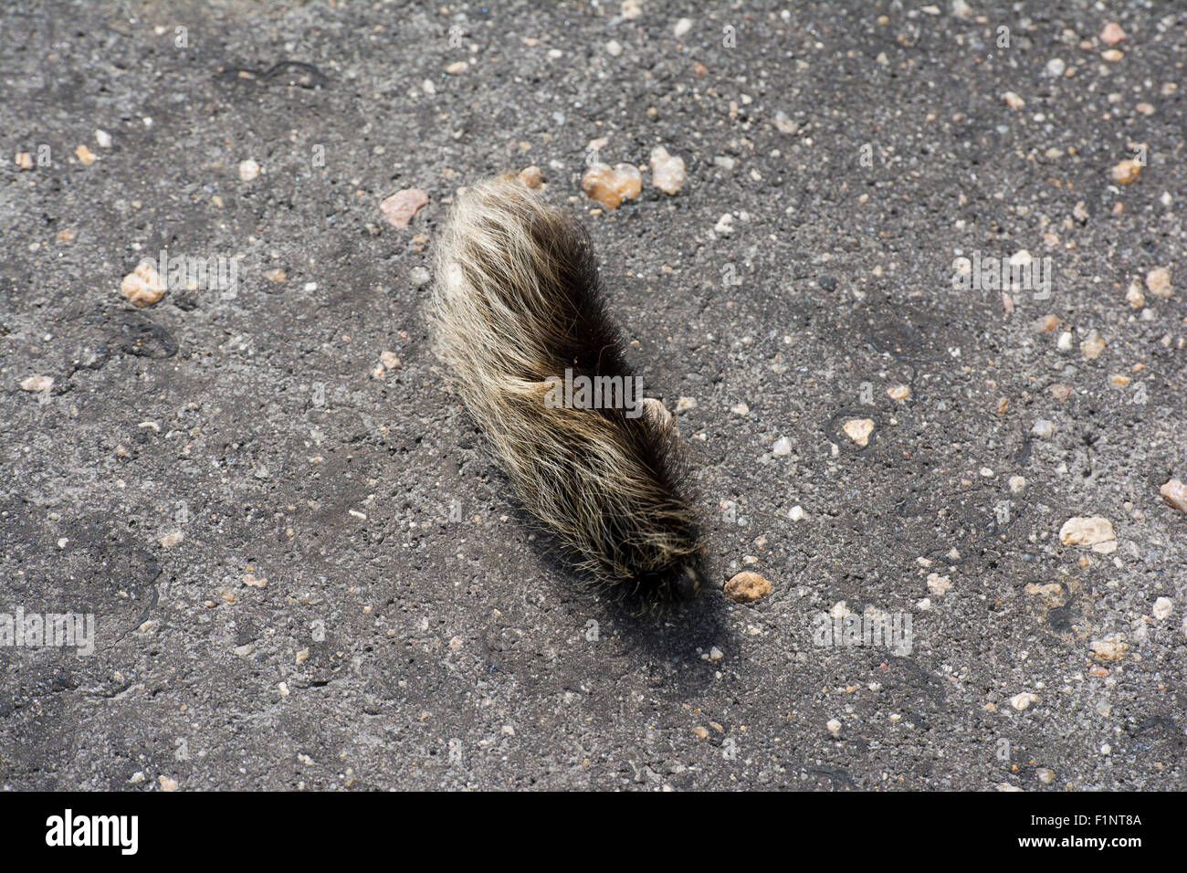 Hairy caterpillar crawling hi-res stock photography and images - Alamy